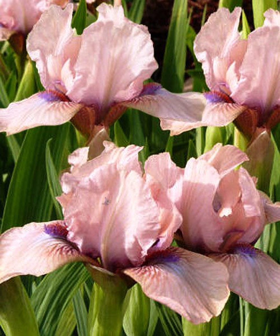 Купить клубни Ирис карликовый Волтс, 1 шт., Польша по цене 10.86 руб ...