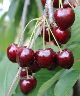 Черешня Кордия 1 шт, РБ