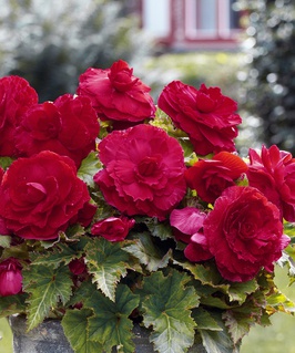 Бегония клубневая Дабл Дарк Ред, 1 шт, Польша