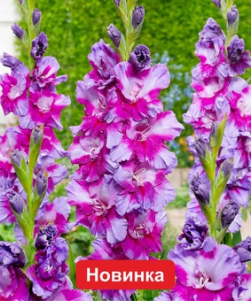 Гладиолус крупноцветковый Пепл Арт, 3 шт., Польша