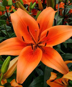 Лилия АОА-гибрид Сансет Булевард 1 шт, Польша