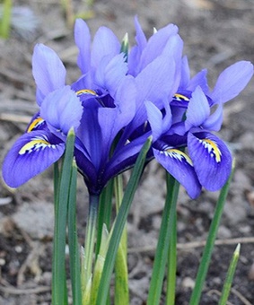 Ирис reticulata Harmony 4 шт, Нидерланды