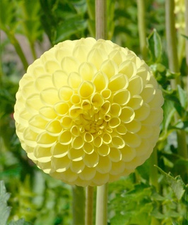 Георгина шаровидная Голден Тач, 1 шт, Польша