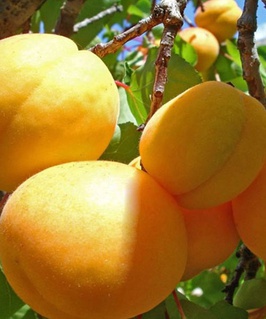 Абрикос Триумф Северный 1 шт, РБ