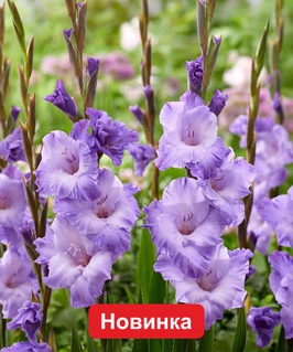 Гладиолус крупноцветковый Милка, 3 шт, Польша