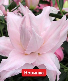 Лилия восточная махровая Амистад, 1 шт., Нидерланды