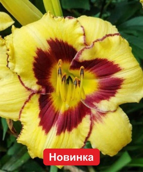 Лилейник Эль Десперадо, 1 шт., Польша