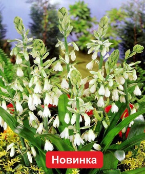 Птицемлечник беловатый, 1 шт., Польша