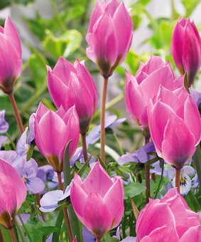 Тюльпан Ботанический Хелен 3 шт., Нидерланды