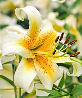 Лилия ОТ-гибрид Мистер Кас 1 шт, Польша