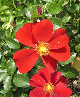 Роза почвопокровная Ред Хейз, 1шт. (капер), Сербия