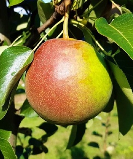 Груша Купала 1 шт, РБ