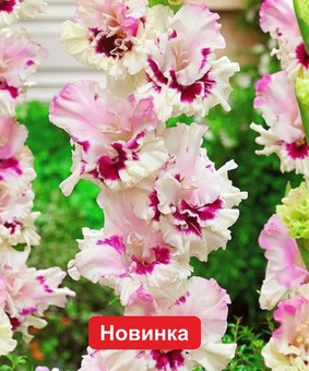 Гладиолус гофрированный Дрими Крими, 3 шт., Нидерланды