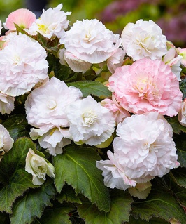 Бегония клубневая Вумми Апфельблюте, 1 шт., Нидерланды