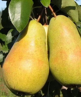 Груша Чижовская 1 шт, РБ