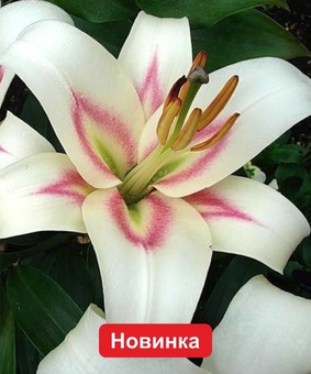 Лилия ОТ-гибрид Бонбини, 1 шт., Нидерланды