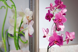 Опоры и подставки для орхидей