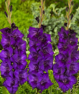 Гладиолус крупноцветковый Перпл Флора, 3 шт., Польша