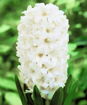 Гиацинты комнатные White Pearl 1 шт, Нидерланды