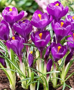 Крокусы Flower Record 4 шт, Нидерланды