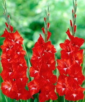 Гладиолус крупноцветковый Традерхорн, 3 шт., Нидерланды