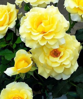 Роза плетистая Казино 1 шт, Сербия