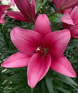 Лилия ТА-гибрид Сентоза 1 шт, Польша