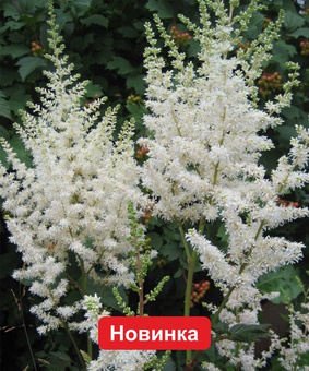 Астильба Майти Плони, 1 шт., Нидерланды