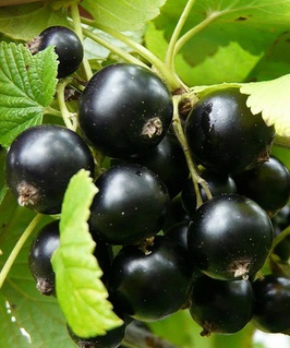 Смородина черная Экзотика 1 шт, РБ