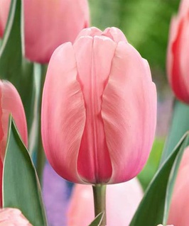 Тюльпан Дарвинов гибрид Свит Импрешн 3 шт, Нидерланды