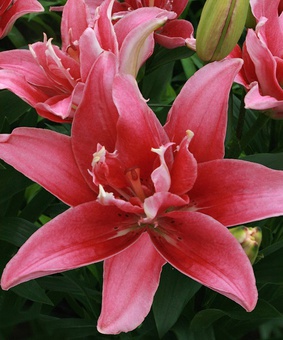 Лилия азиатская махровая Дабл Леди 1шт, Польша