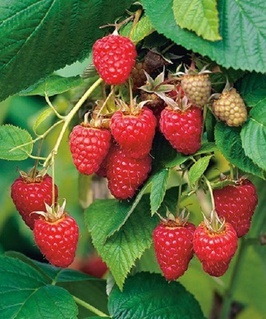 Малина Туламин 1 шт, РБ