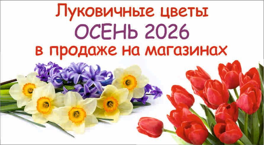 Луковичные осень 2026