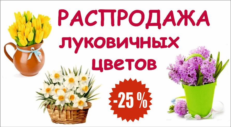 Слайд 8 луковичные