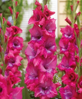 Гладиолус крупноцветковый Люмьер, 3 шт., Польша