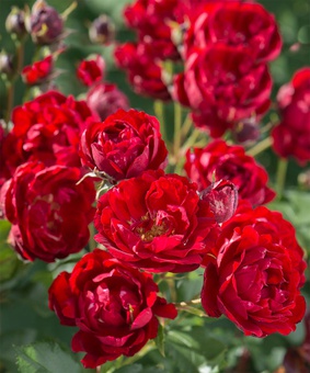 Роза парковые (Шрабы) Кордес Бриллиант, 1 шт, Сербия