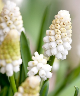 Мускари aucheri White Magic 4 шт, Нидерланды