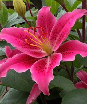 Лилия восточная Гомера 1 шт, Польша