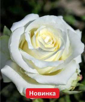 Роза чайно-гибридная Тинеке 1 шт, Сербия