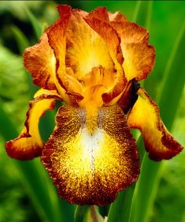 Ирис германика Spotted Yellow 1 шт, Нидерланды