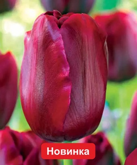 Тюльпан Триумф Нешнл Вельвет 2 шт, Нидерланды