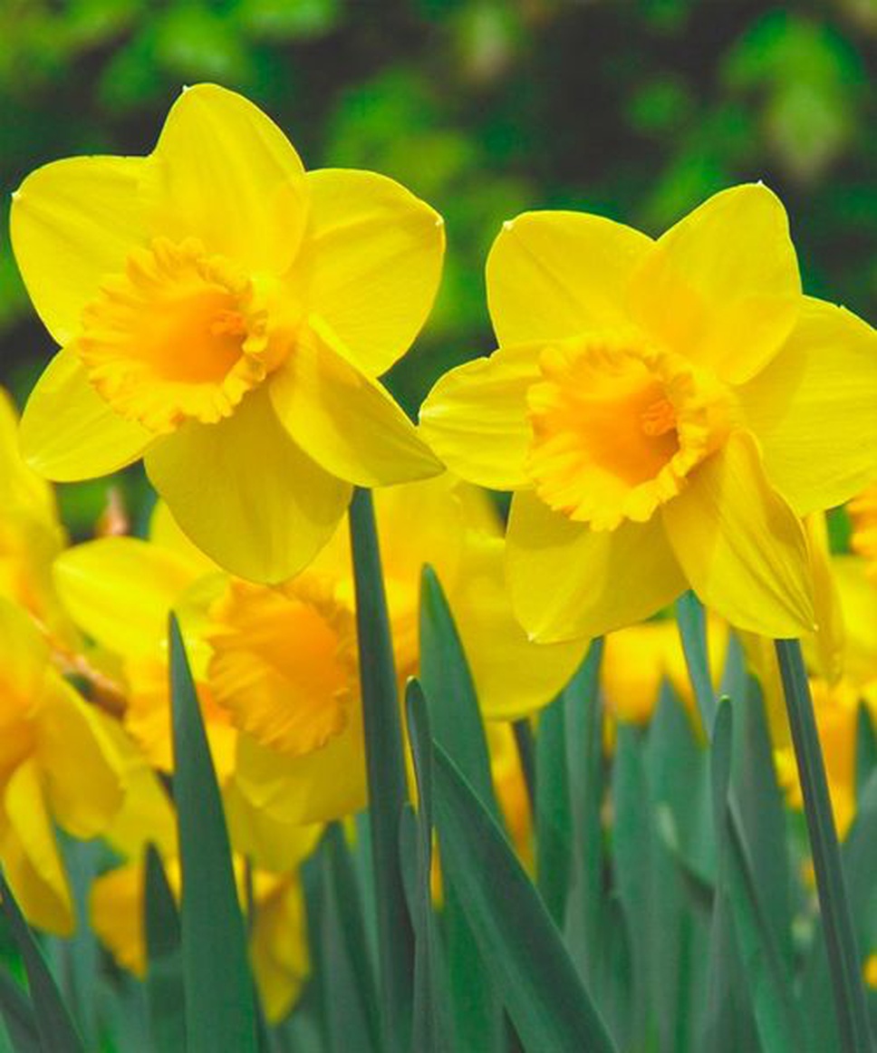 Нарцисс сорт карлтон. Нарцисс карлтон. Нарцисс delta. Нарцисс сорт карлтон. Нарцисс шантерель.