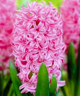 Гиацинты комнатные Pink Pearl 1 шт, Нидерланды