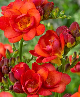 Фрезия Дабл Ред, 5 шт., Нидерланды