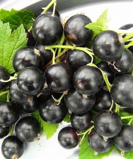 Смородина черная Орес 1 шт, РБ