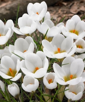 Крокусы chrysanthus Ard Schenk 4 шт, Нидерланды
