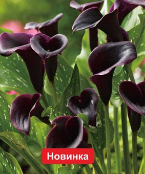 Калла Дубай Найтс, 1 шт., Нидерланды