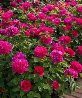 Роза парковая (Шраб) Монтебелло 1 шт, Сербия