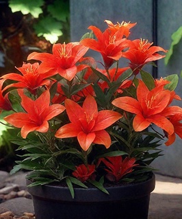 Лилия азиатская Хэппи Лав 1 шт, Польша