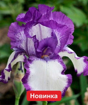 Ирис германский Кози Калико, 1 шт., Польша